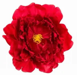 peonia-glowka-duza-red-1750-cm