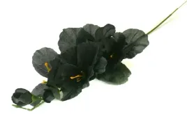 mieczyk-galazka-wys-48-cm-kwiat-black