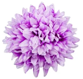 chryzantema-glowka-16-cm-kwiat-purple-white