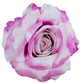 roza-satynowa-duza-piekna-glowka-white-pink