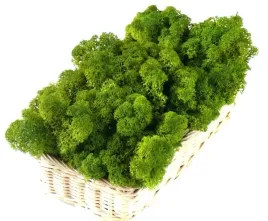 mech-chrobotek-reniferowy-200g-medium-green