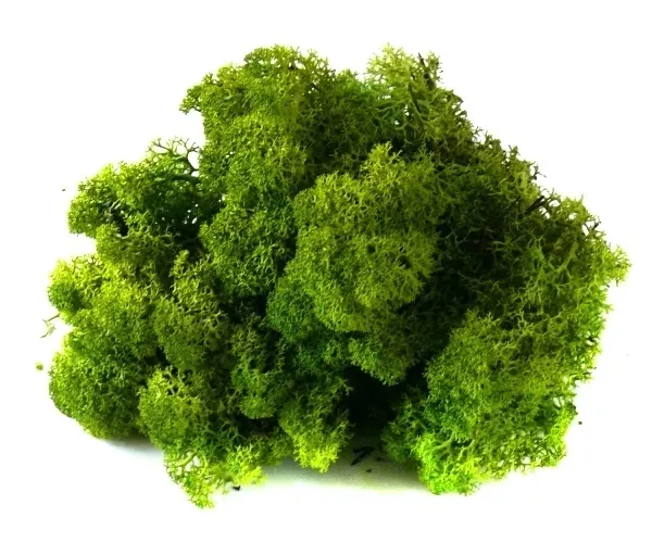 mech-chrobotek-reniferowy-200g-medium-green-kod-producenta-myflowers-pl