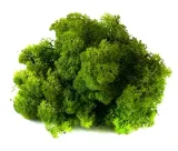 mech-chrobotek-reniferowy-200g-medium-green-kod-producenta-myflowers-pl