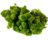 mech-chrobotek-reniferowy-200g-medium-green-wysokosc-maksymalna-20-cm