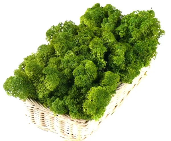 mech-chrobotek-reniferowy-200g-medium-green-kod-producenta-myflowers-pl-stan-nowy