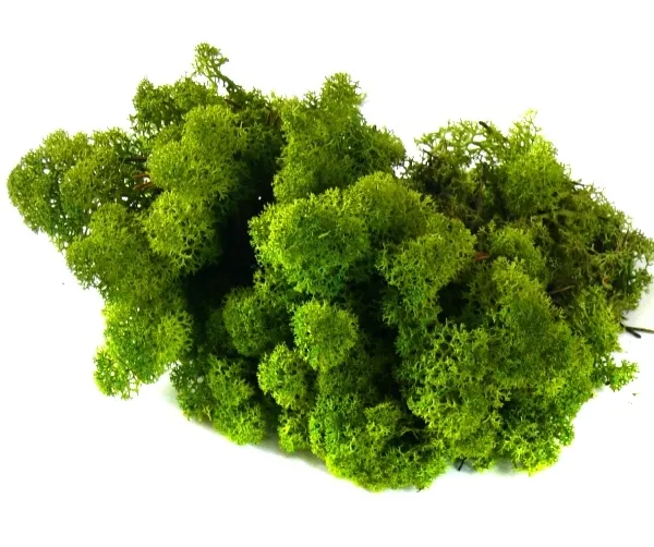 mech-chrobotek-reniferowy-200g-medium-green-wysokosc-maksymalna-20-cm-stan-nowy