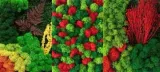 mech-chrobotek-reniferowy-200g-medium-green-wysokosc-maksymalna-20-cm-marka-myflowers