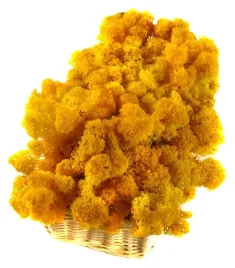 mech-chrobotek-reniferowy-200g-yellow