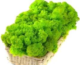mech-ozdobny-chrobotek-reniferowy-200g-spring-gren