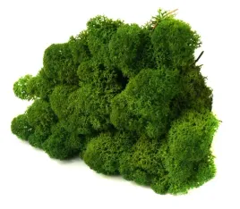 mech-ozdobny-chrobotek-reniferowy-50g-moss-green