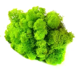 mech-ozdobny-chrobotek-reniferowy-50g-spring-green