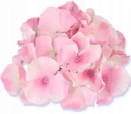 hortensja-glowka-satyna-cream-pink