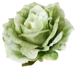 roza-satynowa-sliczna-glowka-rozwinietej-rozy-autumn-green
