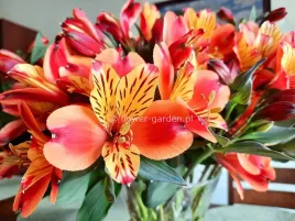 alstremeria-indian-summer-tesronto-c2
