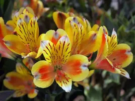 alstremeria-summer-breeze-tessumbre-c2