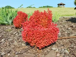 berberys-orange-ice-mocny-akcent-kolorystyczny-c2
