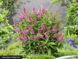budleja-little-pink-motyli-krzew-pachnaca-c3