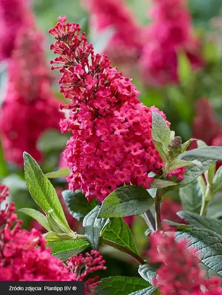 budleja-little-ruby-motyli-krzew-pachnaca-c3-producent-szkolka-roslin-ozdobnych-a-r-koblanscy