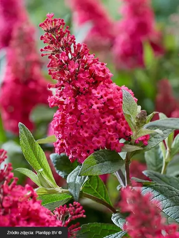 budleja-little-ruby-motyli-krzew-pachnaca-c3