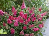 budleja-little-ruby-motyli-krzew-pachnaca-c3-nazwa-lacinska-inna