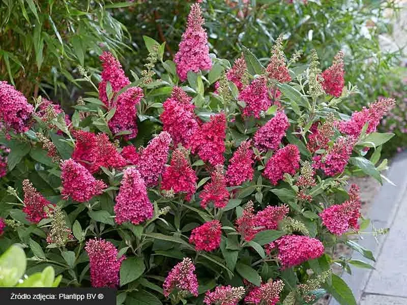 budleja-little-ruby-motyli-krzew-pachnaca-c3-rodzaj-rosliny-inny