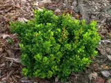 berberys-thunberga-kobold-c15-producent-szkolka-roslin-ozdobnych-a-r-koblanscy