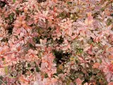 berberys-thunberga-pink-bird-c2