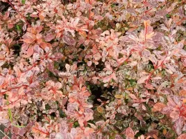 berberys-thunberga-pink-bird-c2