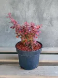 berberys-thunberga-pink-bird-c2-rodzaj-rosliny-inny