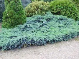 jalowiec-blue-carpet-plozacy-okrywowy-niebieski-p9