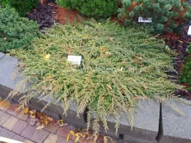 jalowiec-lemon-carpet-p9