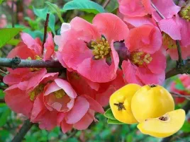 pigwowiec-pink-trail-sadzonki-c2