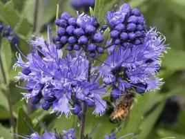 barbula-heavenly-blue-pachnaca-miododajna-c2