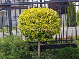trzmielina-emerald-andamp-gold-na-pniu-120cm-c5