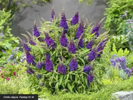 budleja-little-purple-motyli-krzew-pachnaca-c3