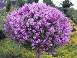lilak-meyera-palibin-na-pniu-80cm-c3