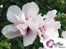 ketmia-syryjska-china-chiffon-bricutts-hibiskus-c5