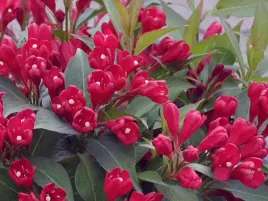 krzewuszka-all-summer-red-intensywnie-czerwona-c3