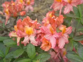 azalia-wielkokwiatowa-venus-c3