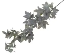 hedera-omszala-galazka-ozdobna-bluszcz-violet-green-winorosl