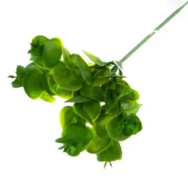 eukaliptus-x-5-galazka-bukiet-trawa-galazka-green