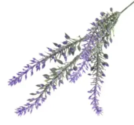 lawenda-galazka-ozdobna-violet