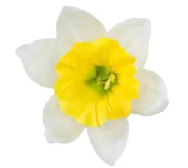 zonkil-glowka-cream-yellow-sztuczne-kwiaty