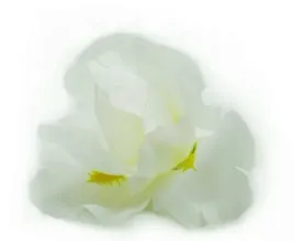 irys-glowka-cream-sztuczne-kwiaty