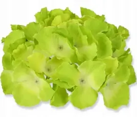 hortensja-glowka-satyna-green
