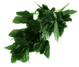 peonia-podstawa-bukietu-baza-lodyga-stelaz