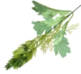 chmiel-galazka-ozdobna-green-szyszki-chmielu