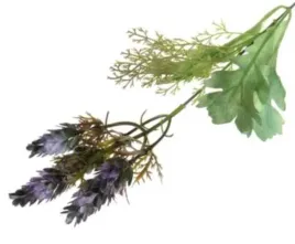chmiel-galazka-ozdobna-violet-szyszki-chmielu
