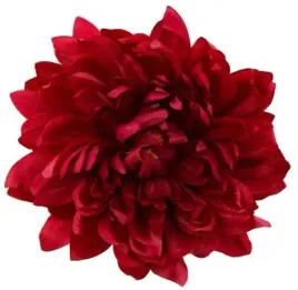 dalia-glowka-duza-piekny-kwiat-dk-red