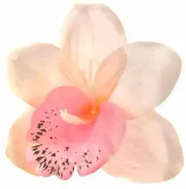 storczyk-cymbidium-glowka-kwiat-lt-pink